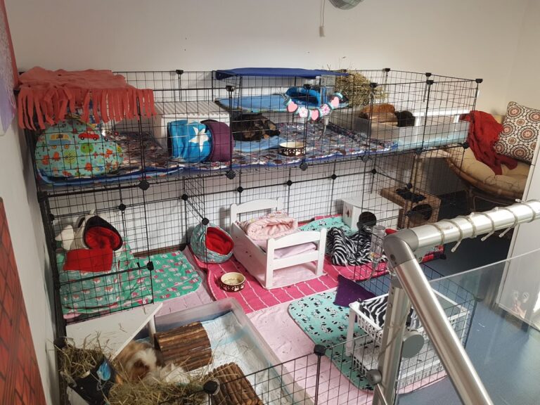 Ce cușcă folosim pentru porcușorii de guineea?