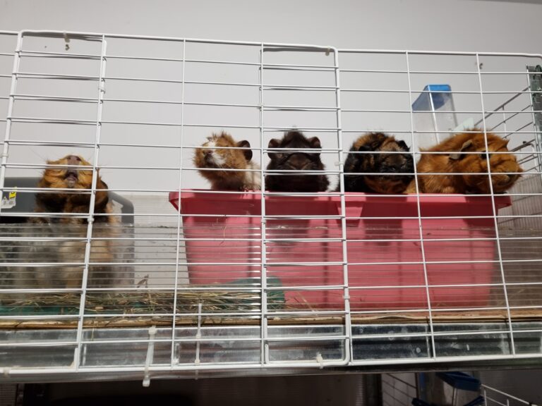 Așternut | Porcușorii de Guineea