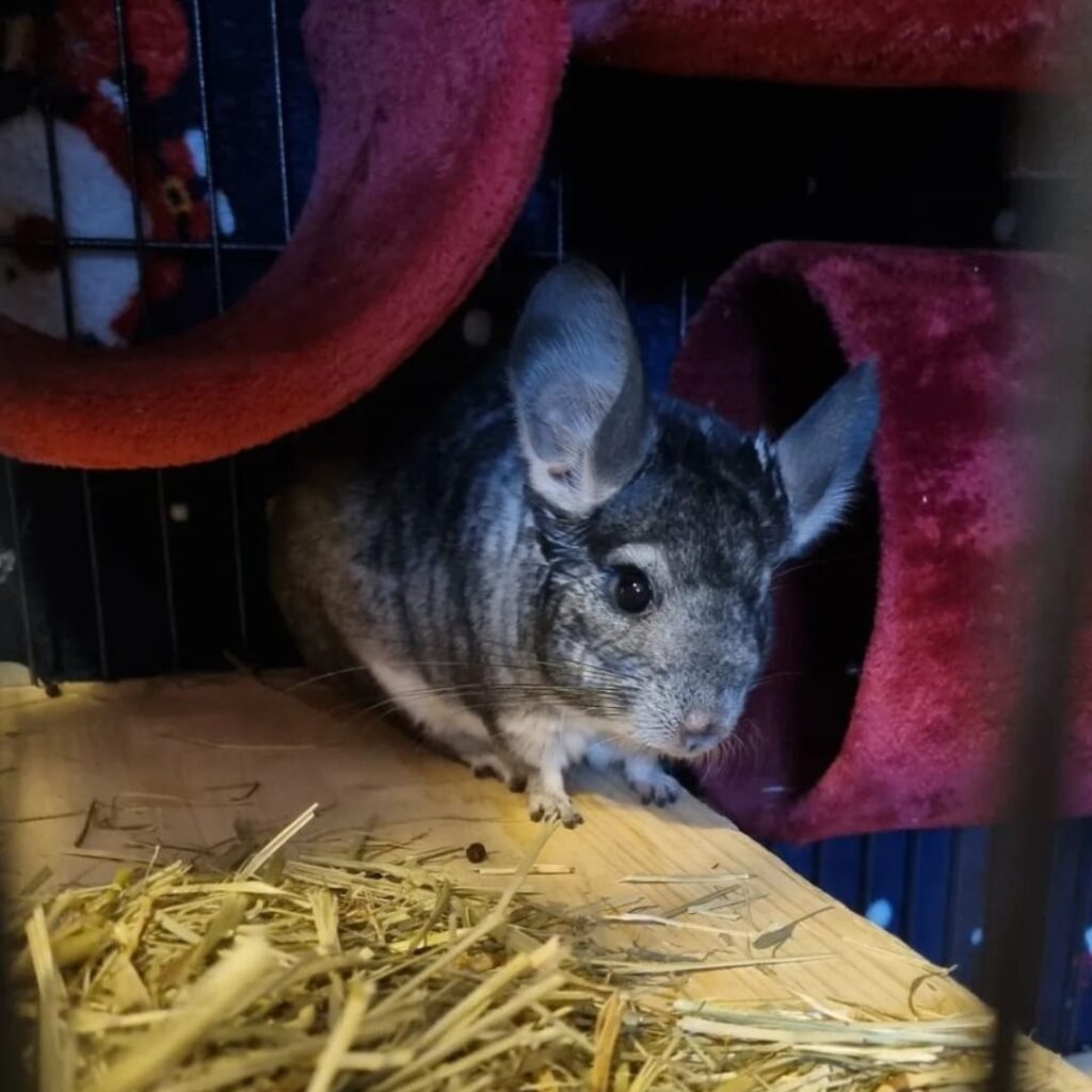 344770073_566434135475289_6461264584847251846_n