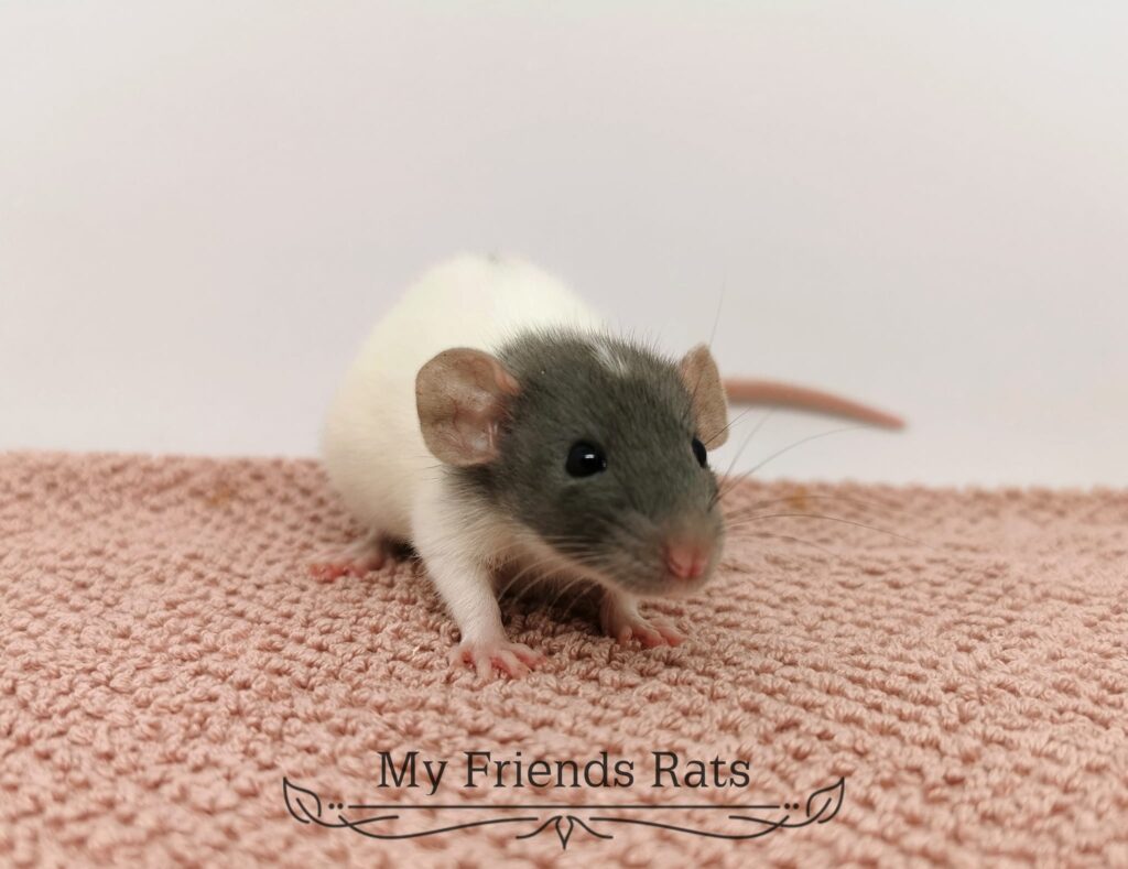 411361154_854776916445789_4536481239163037407_n