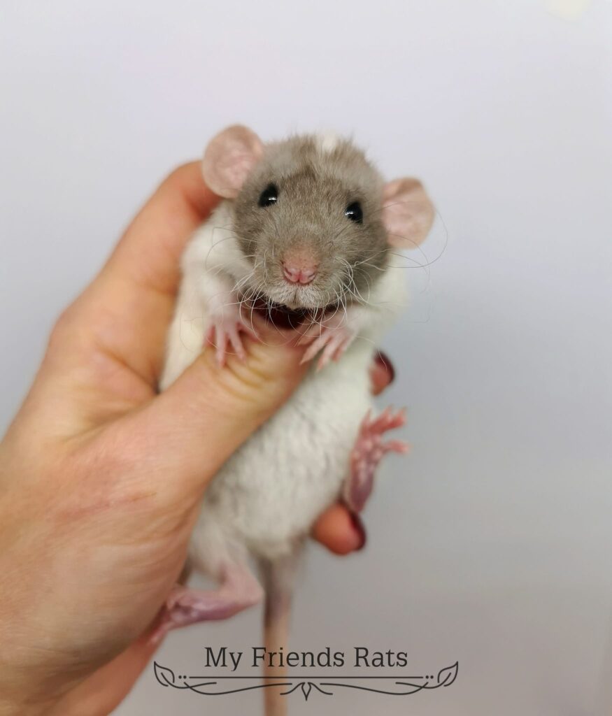 414445682_854769193113228_4818982838381613542_n