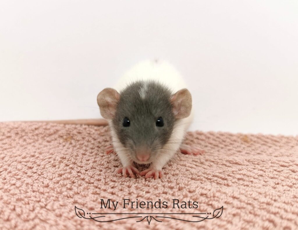 414447402_854776783112469_6943890951929744808_n