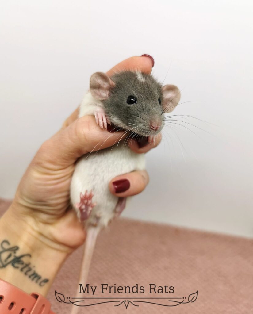 414476937_854776693112478_1076131954601913140_n