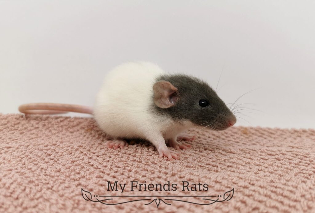 414515155_854776893112458_8831148364710721467_n