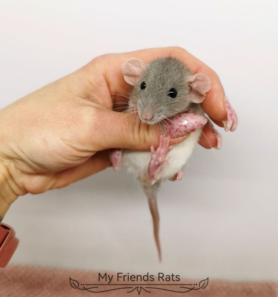 474764499_1144380354152109_6552993198389328142_n