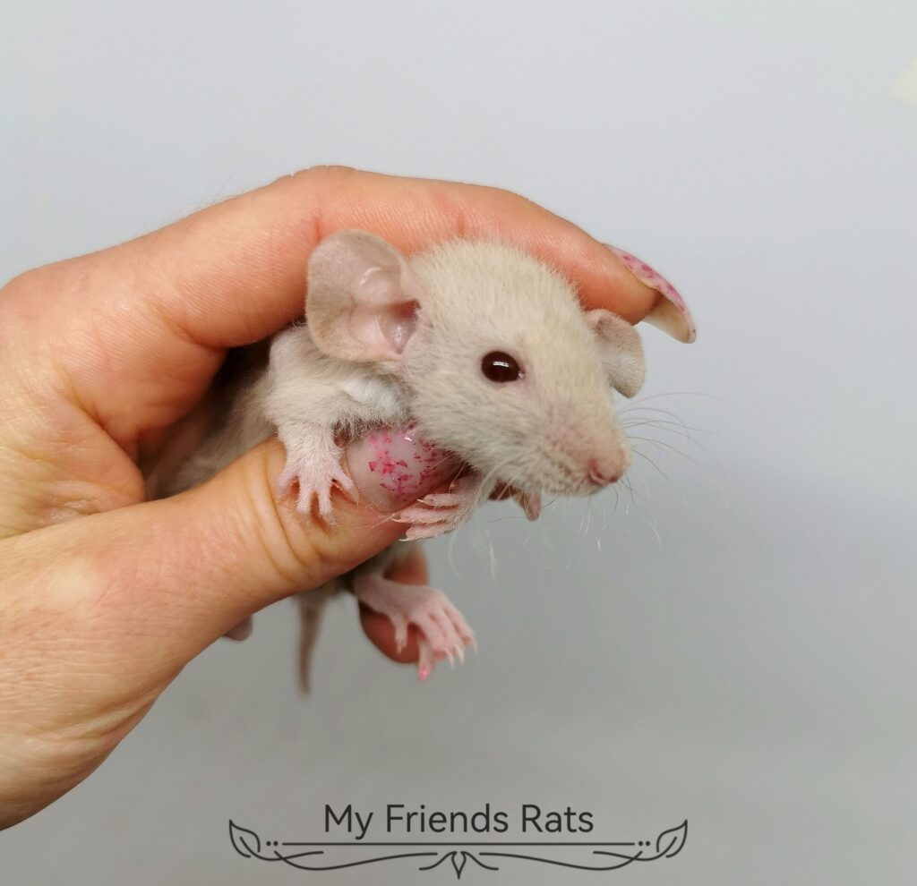 474773300_1144372557486222_5645896400987022353_n