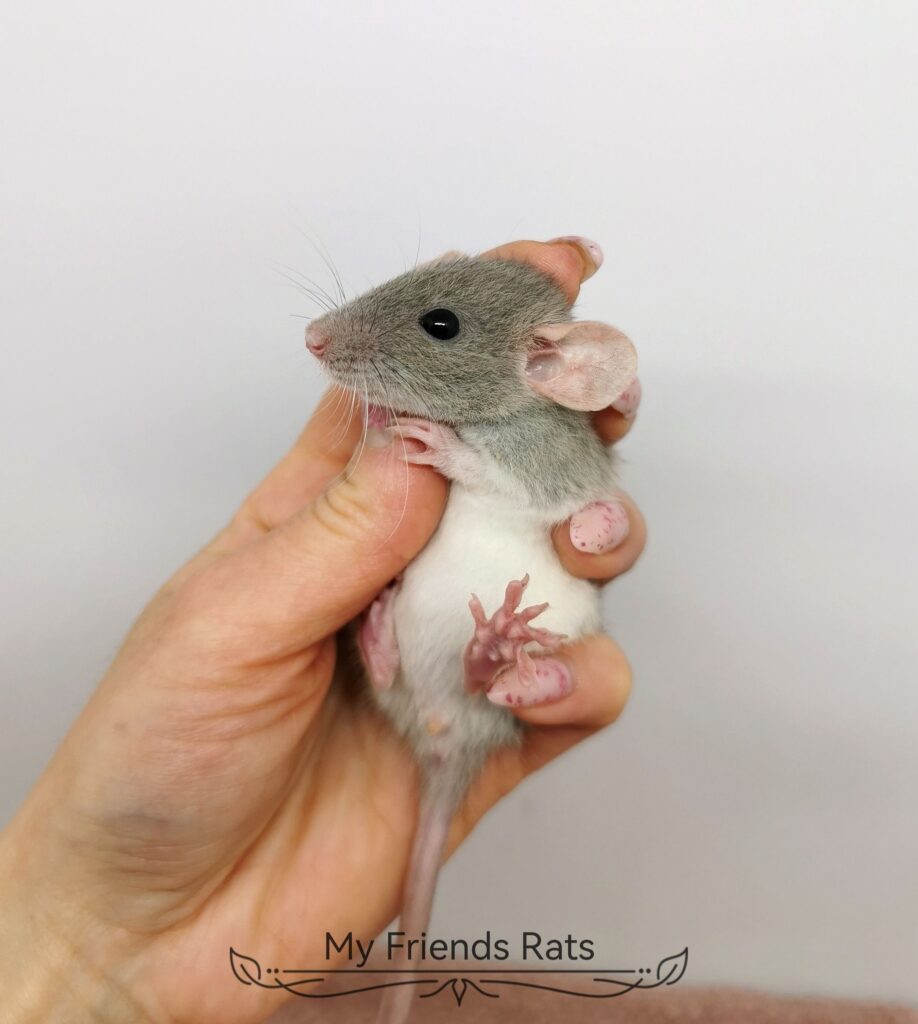 475703550_1144380097485468_7431978163945028308_n